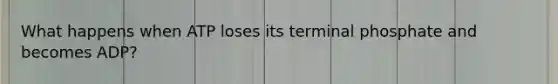 What happens when ATP loses its terminal phosphate and becomes ADP?