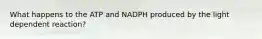 What happens to the ATP and NADPH produced by the light dependent reaction?