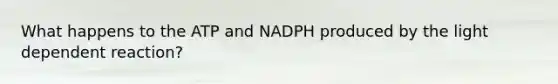 What happens to the ATP and NADPH produced by the light dependent reaction?