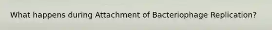 What happens during Attachment of Bacteriophage Replication?
