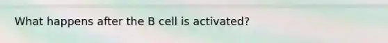 What happens after the B cell is activated?