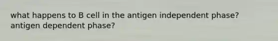 what happens to B cell in the antigen independent phase? antigen dependent phase?