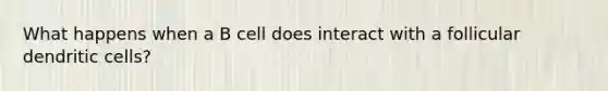 What happens when a B cell does interact with a follicular dendritic cells?