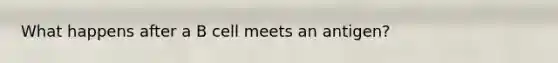 What happens after a B cell meets an antigen?