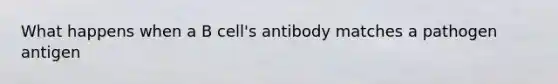 What happens when a B cell's antibody matches a pathogen antigen