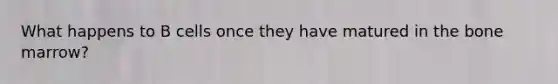 What happens to B cells once they have matured in the bone marrow?
