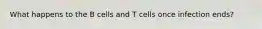 What happens to the B cells and T cells once infection ends?