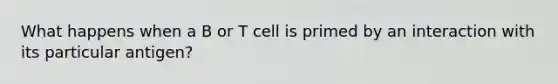 What happens when a B or T cell is primed by an interaction with its particular antigen?