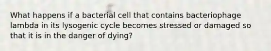 What happens if a bacterial cell that contains bacteriophage lambda in its lysogenic cycle becomes stressed or damaged so that it is in the danger of dying?