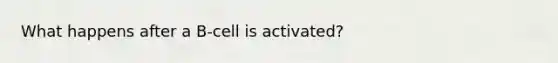 What happens after a B-cell is activated?