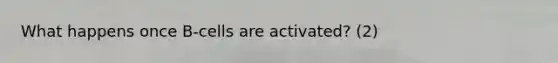 What happens once B-cells are activated? (2)