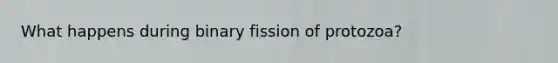 What happens during binary fission of protozoa?