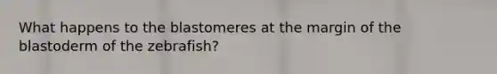 What happens to the blastomeres at the margin of the blastoderm of the zebrafish?