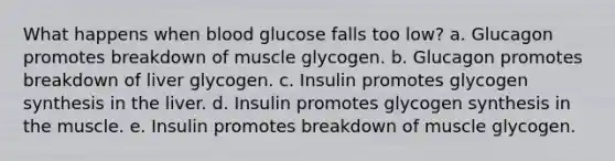 What happens when blood glucose falls too low? a. Glucagon promotes breakdown of muscle glycogen. b. Glucagon promotes breakdown of liver glycogen. c. Insulin promotes glycogen synthesis in the liver. d. Insulin promotes glycogen synthesis in the muscle. e. Insulin promotes breakdown of muscle glycogen.