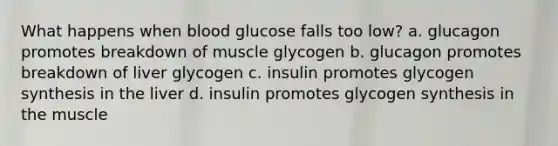 What happens when blood glucose falls too low? a. glucagon promotes breakdown of muscle glycogen b. glucagon promotes breakdown of liver glycogen c. insulin promotes glycogen synthesis in the liver d. insulin promotes glycogen synthesis in the muscle