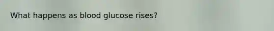 What happens as blood glucose rises?