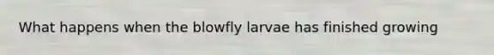 What happens when the blowfly larvae has finished growing