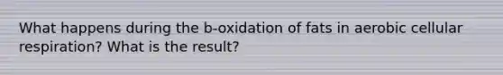 What happens during the b-oxidation of fats in aerobic cellular respiration? What is the result?