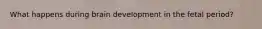 What happens during brain development in the fetal period?