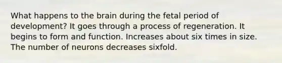 What happens to the brain during the fetal period of development? It goes through a process of regeneration. It begins to form and function. Increases about six times in size. The number of neurons decreases sixfold.