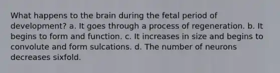 What happens to the brain during the fetal period of development? a. It goes through a process of regeneration. b. It begins to form and function. c. It increases in size and begins to convolute and form sulcations. d. The number of neurons decreases sixfold.