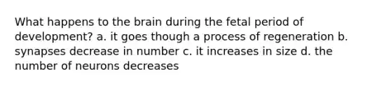 What happens to the brain during the fetal period of development? a. it goes though a process of regeneration b. synapses decrease in number c. it increases in size d. the number of neurons decreases
