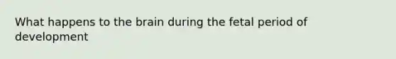 What happens to the brain during the fetal period of development