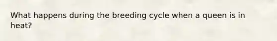 What happens during the breeding cycle when a queen is in heat?