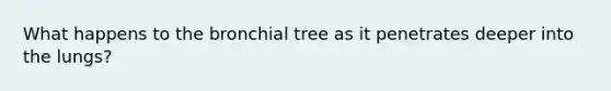 What happens to the bronchial tree as it penetrates deeper into the lungs?