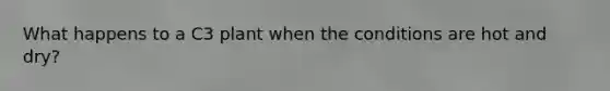 What happens to a C3 plant when the conditions are hot and dry?