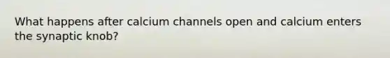What happens after calcium channels open and calcium enters the synaptic knob?