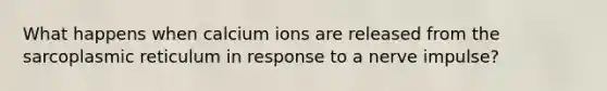 What happens when calcium ions are released from the sarcoplasmic reticulum in response to a nerve impulse?