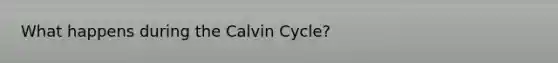 What happens during the Calvin Cycle?