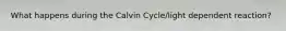 What happens during the Calvin Cycle/light dependent reaction?