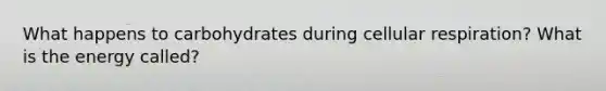 What happens to carbohydrates during cellular respiration? What is the energy called?
