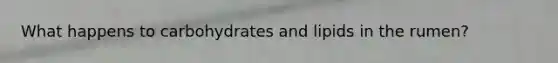 What happens to carbohydrates and lipids in the rumen?