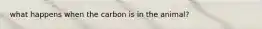 what happens when the carbon is in the animal?