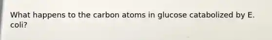 What happens to the carbon atoms in glucose catabolized by E. coli?