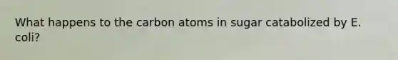 What happens to the carbon atoms in sugar catabolized by E. coli?