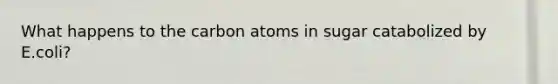 What happens to the carbon atoms in sugar catabolized by E.coli?