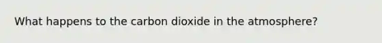 What happens to the carbon dioxide in the atmosphere?