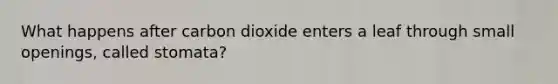 What happens after carbon dioxide enters a leaf through small openings, called stomata?