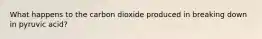 What happens to the carbon dioxide produced in breaking down in pyruvic acid?