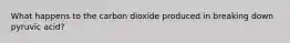 What happens to the carbon dioxide produced in breaking down pyruvic acid?