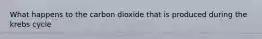 What happens to the carbon dioxide that is produced during the krebs cycle