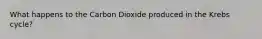 What happens to the Carbon Dioxide produced in the Krebs cycle?