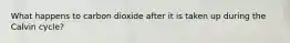 What happens to carbon dioxide after it is taken up during the Calvin cycle?