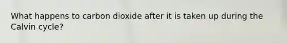 What happens to carbon dioxide after it is taken up during the Calvin cycle?