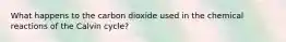 What happens to the carbon dioxide used in the chemical reactions of the Calvin cycle?