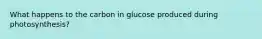 What happens to the carbon in glucose produced during photosynthesis?